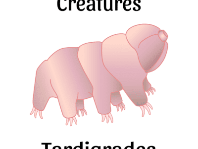 Tardigrade unit study cover. Drawn picture of a tardigrade with the words Weird and Wonderful Creatures Tardigrades